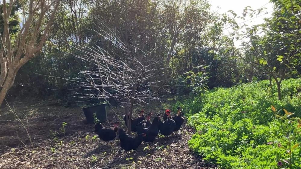 Vistalinda Farmhouse Faja dos Vimes Bagian luar foto