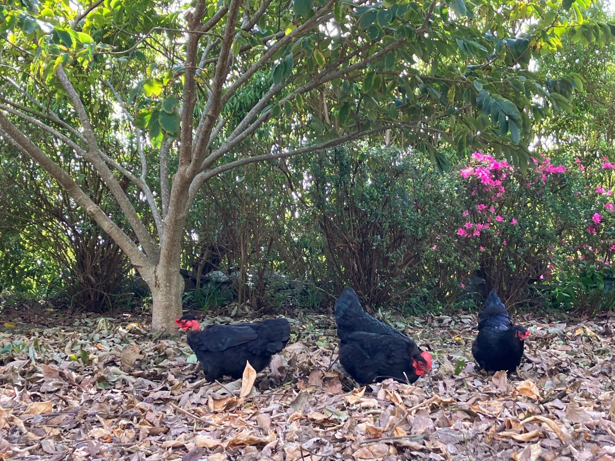 Vistalinda Farmhouse Faja dos Vimes Bagian luar foto